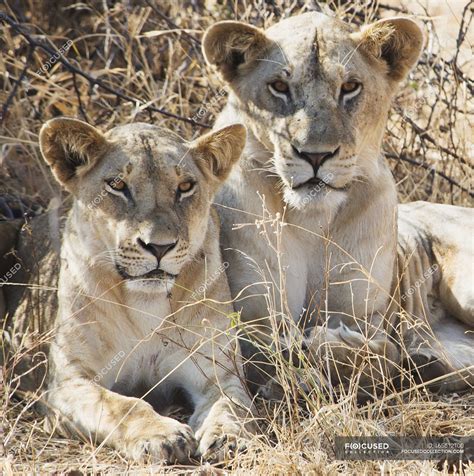 female lion photos